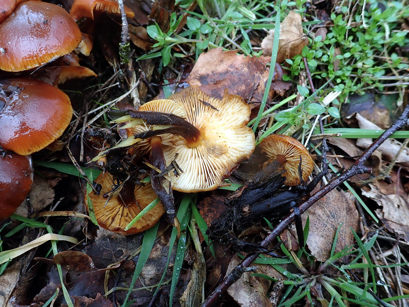 Photo by Penny Cullington Flammulina velutipes by Penny Cullington